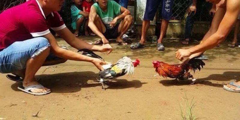 Cách chơi các trò chơi gia đình (đếm số) tại Câu lạc bộ Aw8? - Aw8