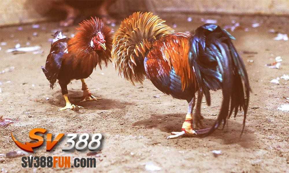 Lịch thanh toán hoa hồng Lucky88 - Lucky88